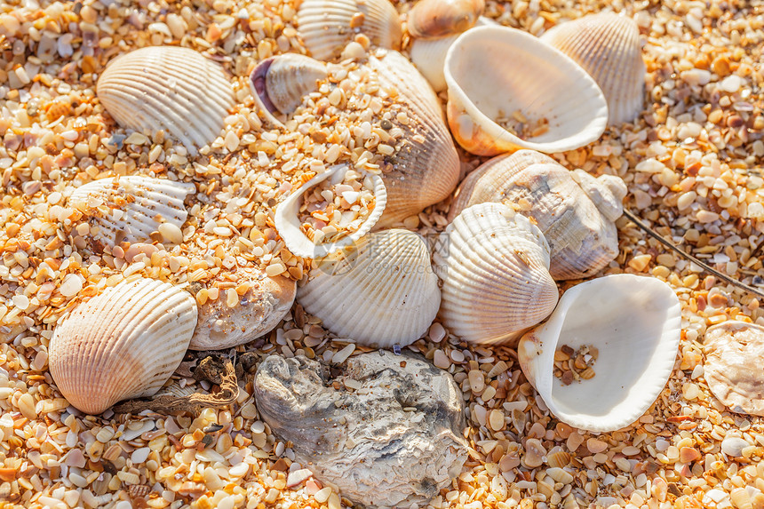 沙滩上的贝壳软体动物图片