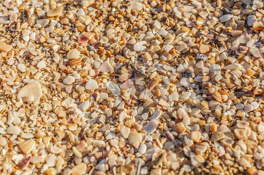 海沙沙生活海岸线阳光热带贝壳扇贝旅行季节图片
