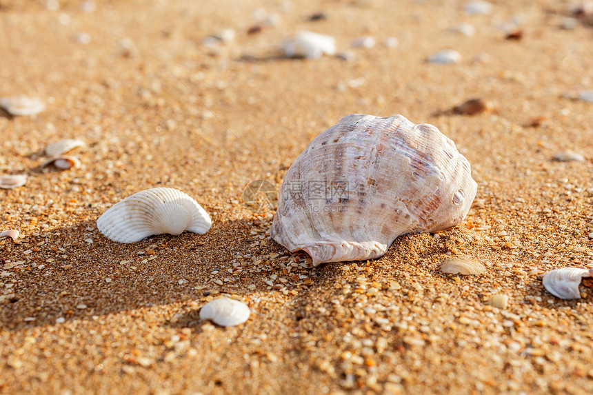 拉贾纳旅行生活扇贝阳光季节海岸线热带贝壳图片