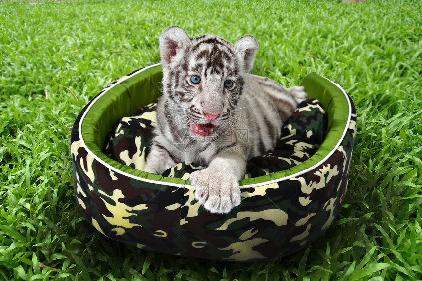 婴儿白老虎躺在床垫里白色黑色食肉幼兽动物群垫子荒野捕食者哺乳动物野生动物图片