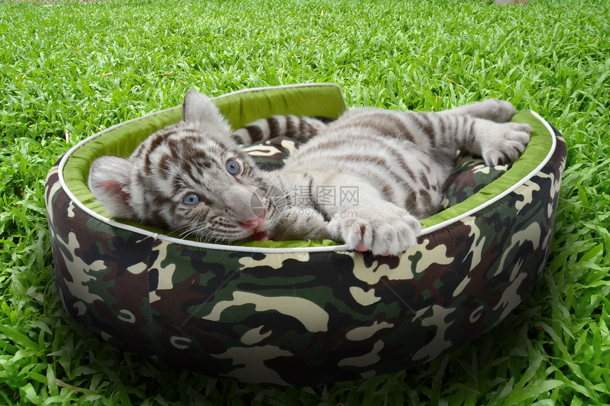 婴儿白老虎躺在床垫里绿色动物毛皮动物群垫子条纹白色黑色猫科野生动物图片