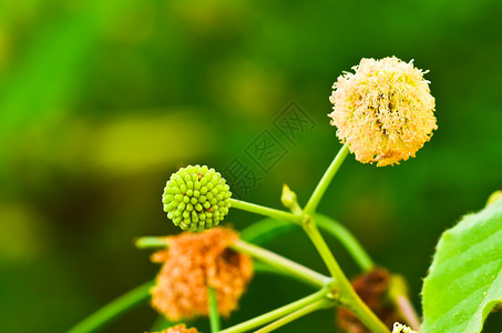 波皮纳克白波皮纳cc背景