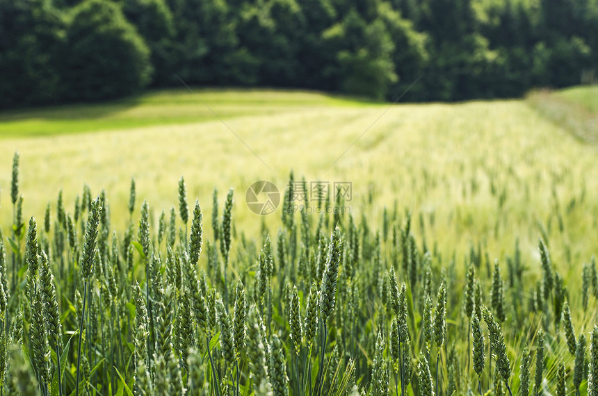 小麦农田季节稻草场地天气收获环境阳光粮食森林图片
