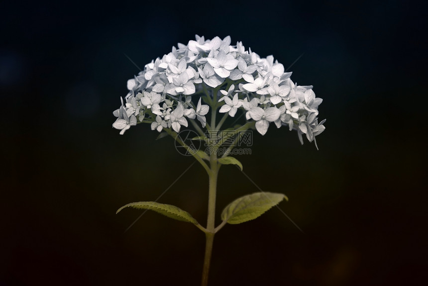 戏剧花朵调子插图绿色戏剧性花瓣生活叶子图片