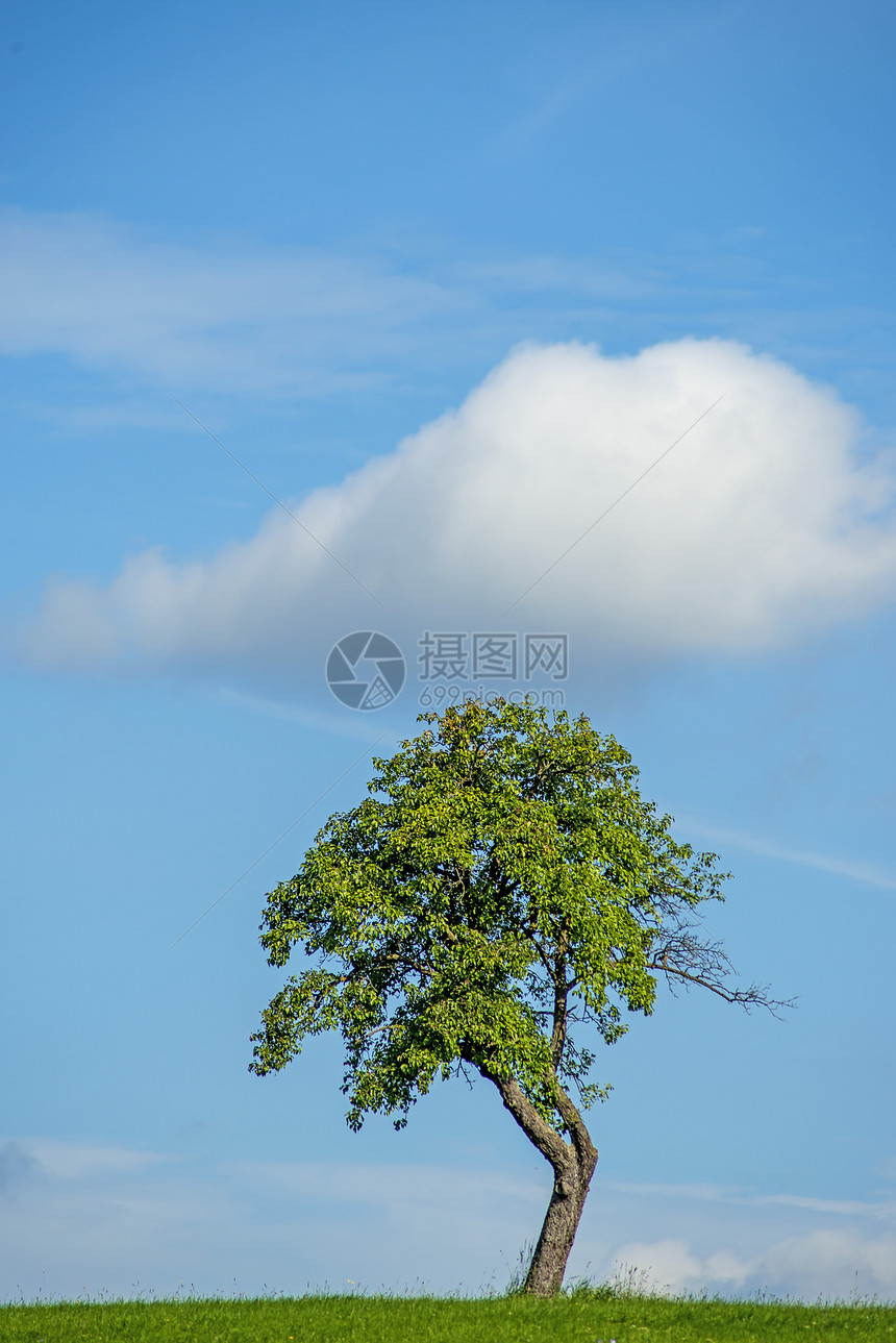 有云的树木环境孤独生态农村晴天天空场景阳光草地土地图片