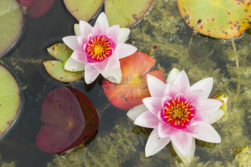 鲜花百合阳光睡莲植物群花园季节紫色叶子太阳植物图片