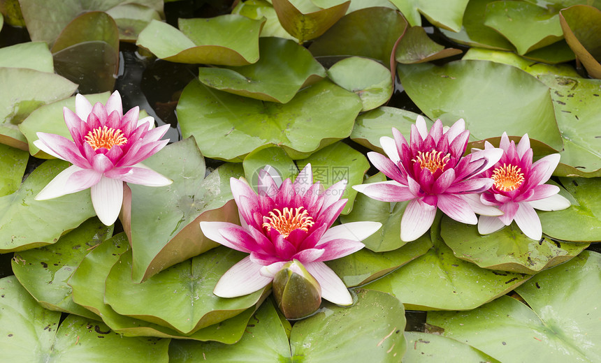 鲜花荷花叶子花瓣紫色季节阳光植物群睡莲花园太阳图片