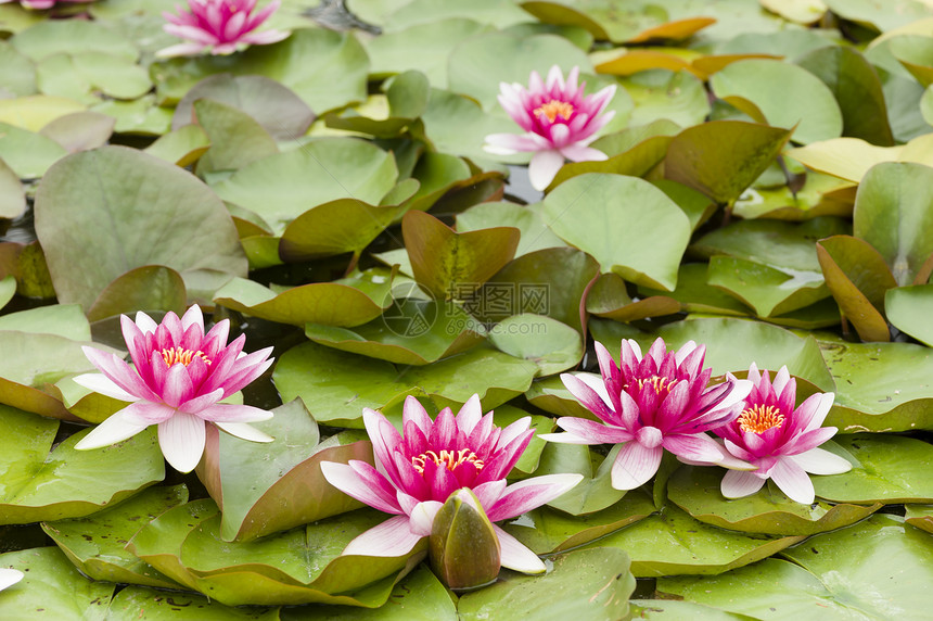 鲜花太阳百合花园花瓣植物群池塘紫色叶子荷花植物图片