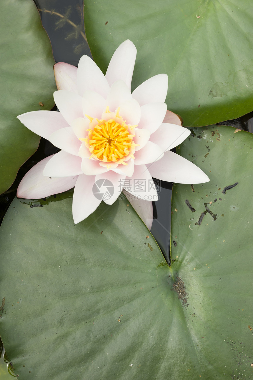 鲜花睡莲紫色太阳阳光百合植物荷花季节叶子花园图片