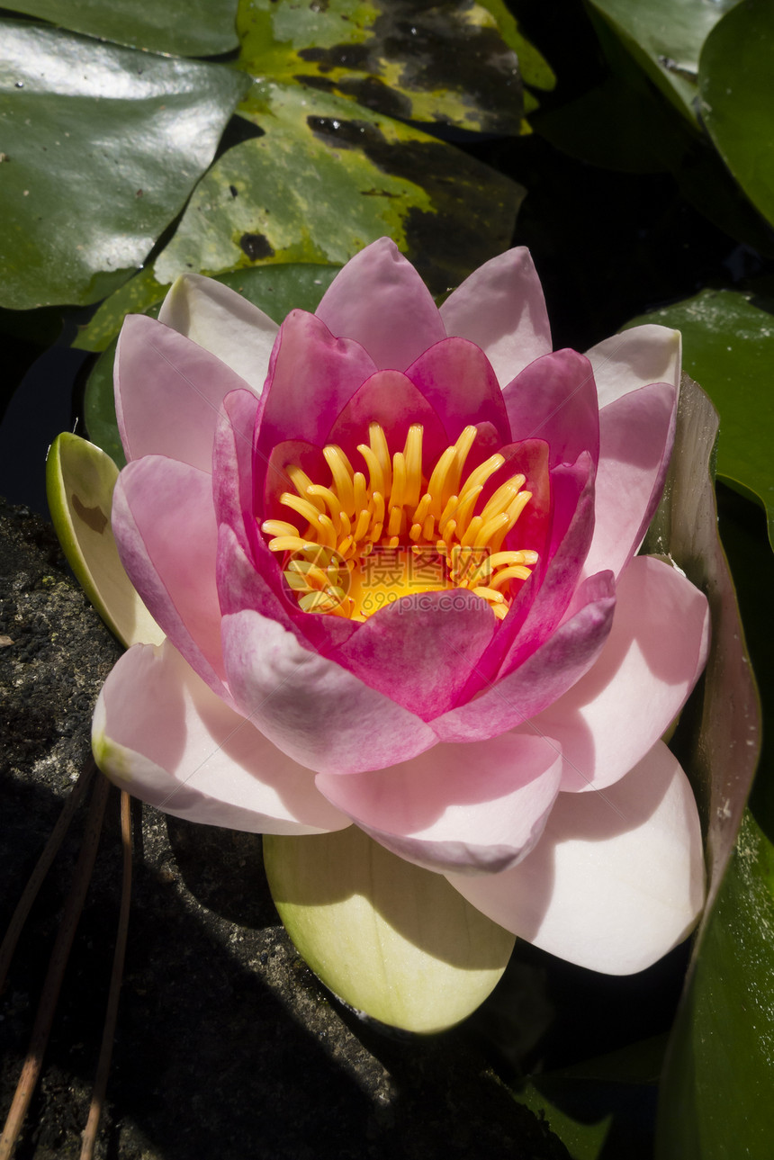 鲜花荷花百合花园叶子季节阳光紫色睡莲植物植物群图片