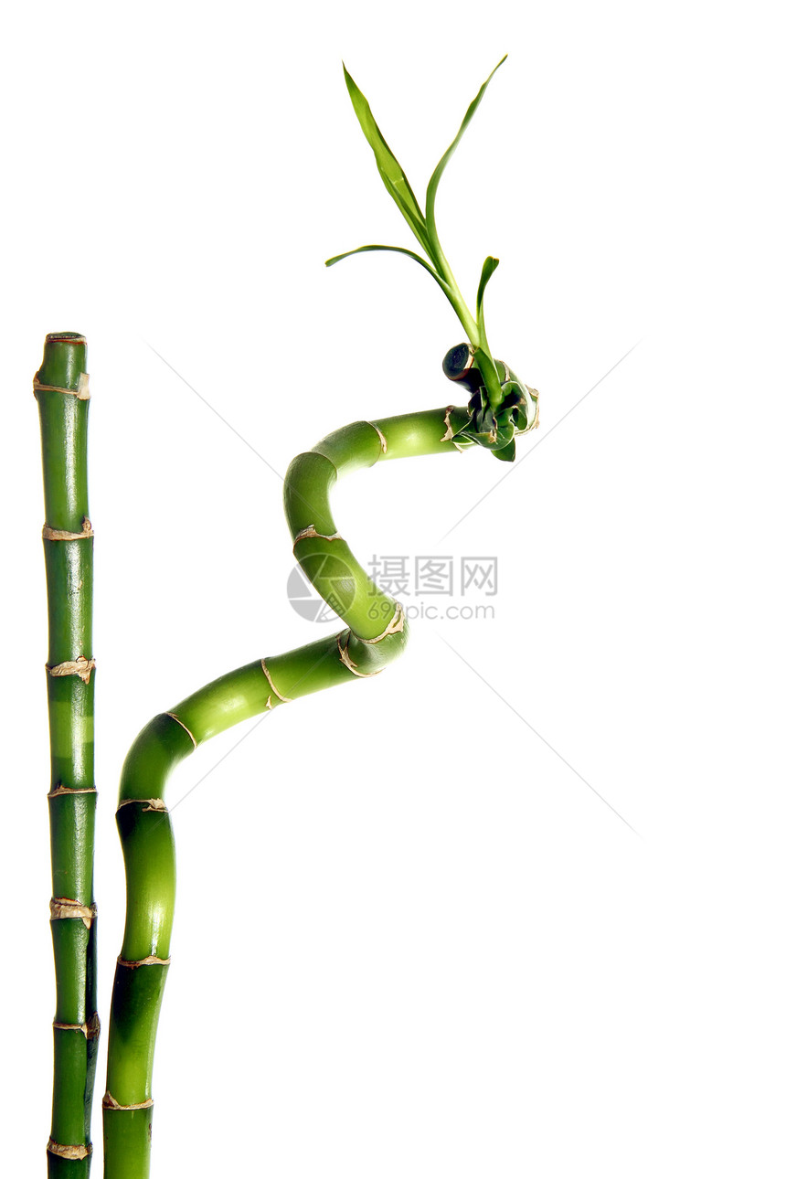 孤立的竹竹图片