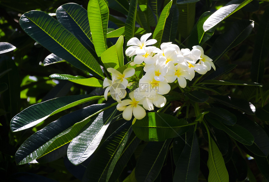 弗朗吉帕尼花花热带文化异国生长自然前院植物学后院气候黄色图片
