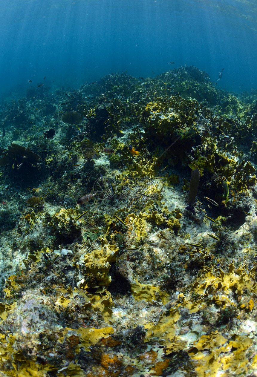 珊瑚礁上海洋下水的热带热带鱼类问题图片
