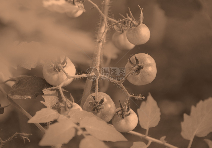 塞皮亚葡萄藤上的西红柿图片
