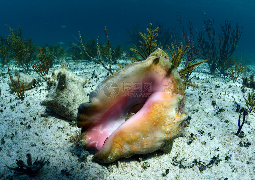 水下螺壳动物热带蜗牛贝壳假期海洋甲壳栖息地图片