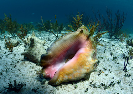 水下螺壳动物热带蜗牛贝壳假期海洋甲壳栖息地背景图片