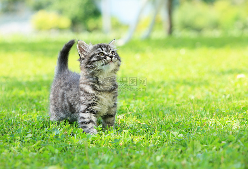 珍珠猫猫科动物公园小猫宠物草地小狗猫咪水平图片