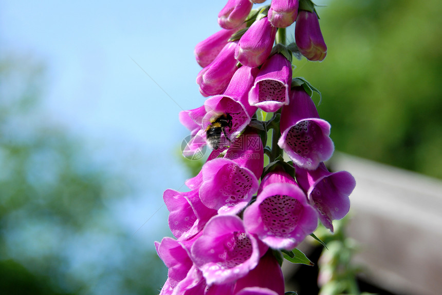 花朵上闪烁的蜜蜂植物群手套蓝色女士花园昆虫粉色图片