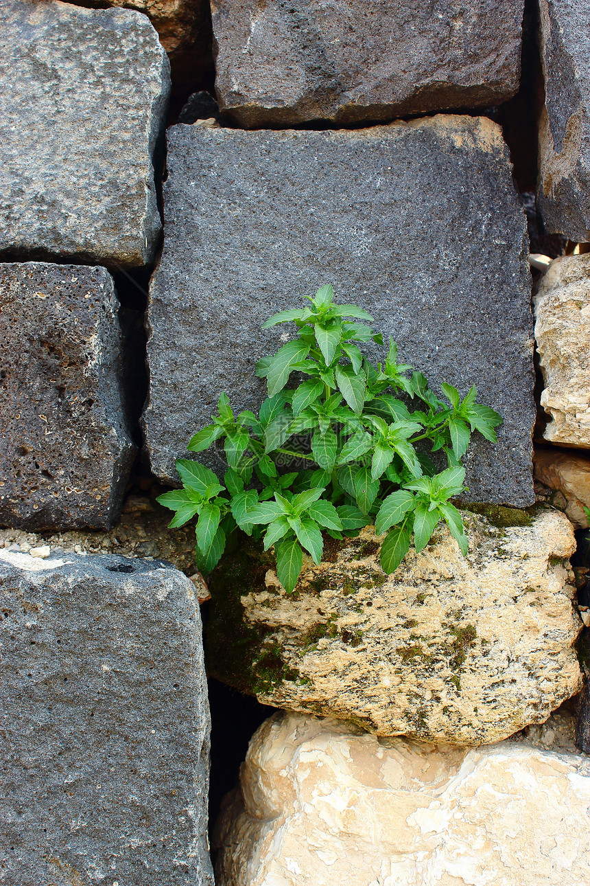 墙上的植物砖墙岩石墙纸建筑学石头工作财产建筑挑战环境图片