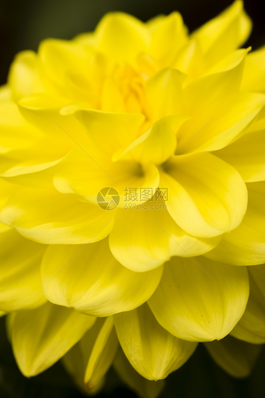 Dahlia 黄色花朵植物花瓣花园植物群大丽花图片