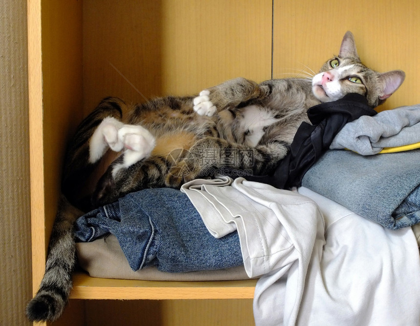 猫躺在衣服上图片