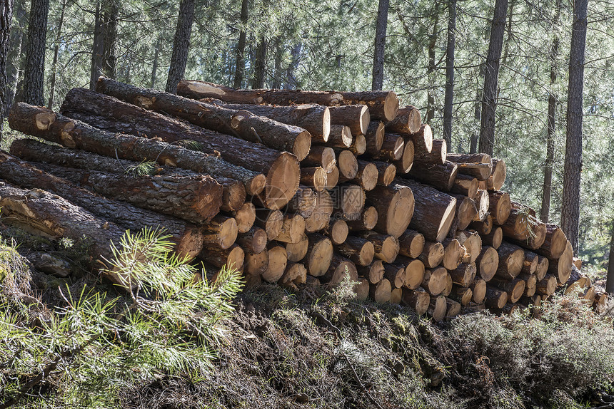 木材业地面森林木材生物质树干活力木头记录植物生态图片