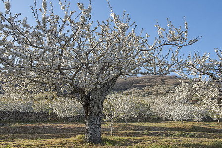 大田作物鲜花樱桃树旅游白色花朵植被公园植物群分支机构水果农业天空背景