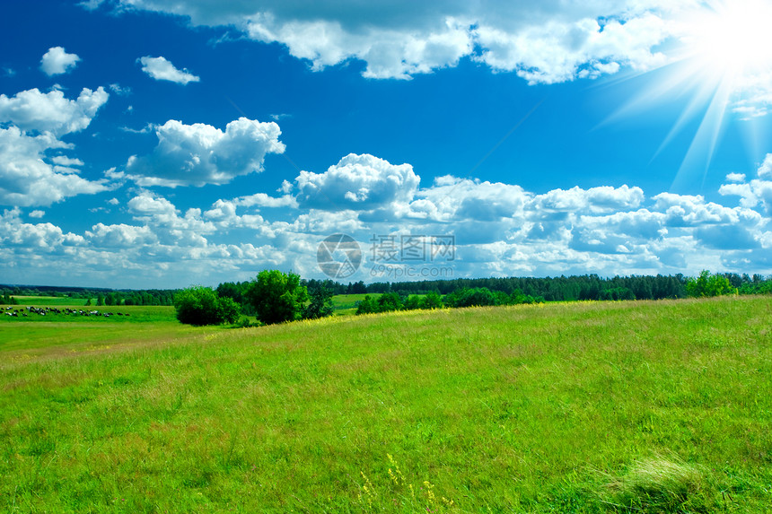 牧场天空风景太阳奶牛人行道环境叶子天气哺乳动物动物图片