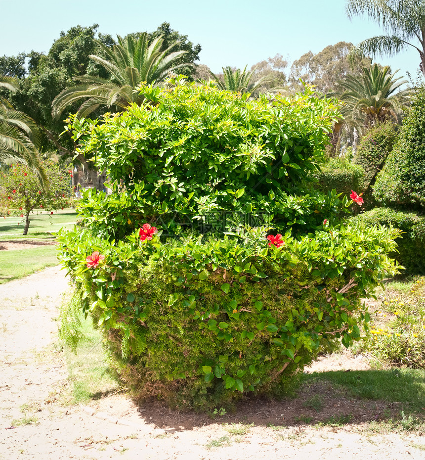 棕榈树公园的图像棕榈木槿灌木丛公园天空园林花朵植物绿化灌木图片