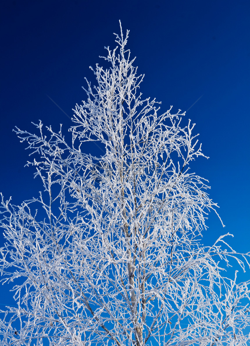 在天上的冬树图片
