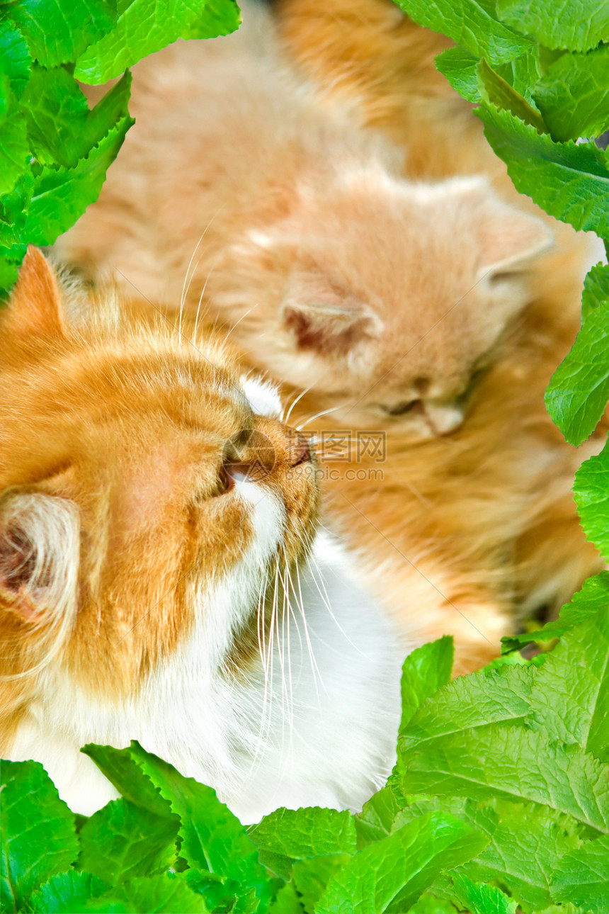 树叶框架中的猫图片