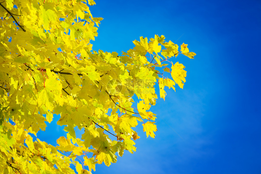 秋季分支蓝色树干森林阳光叶子橙子植物风景公园天空图片