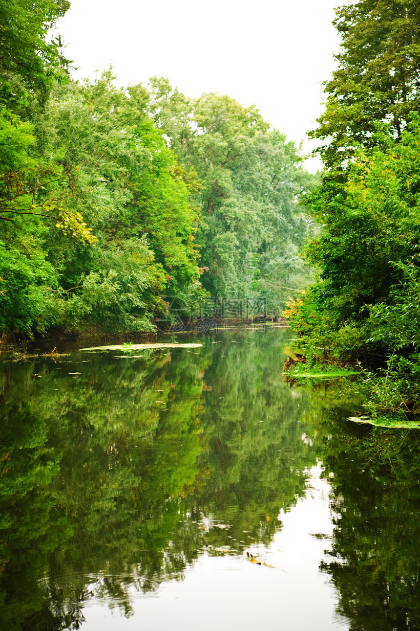 森林中的河流场景植物城市乡村溪流风景绿色反射森林池塘图片