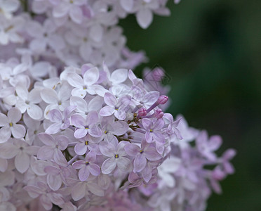 鲜光紫花花花背景图片