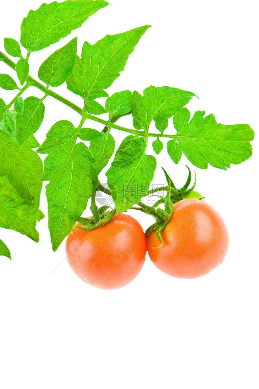 番茄加番茄叶西红柿图片