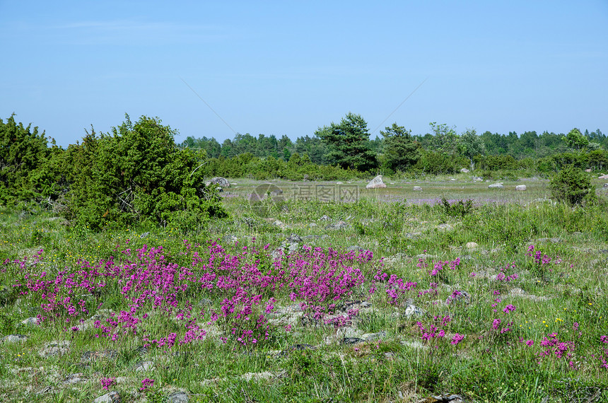 紫色美丽季节荔枝花朵粘性花瓣刺柏植物草地天空植物群图片