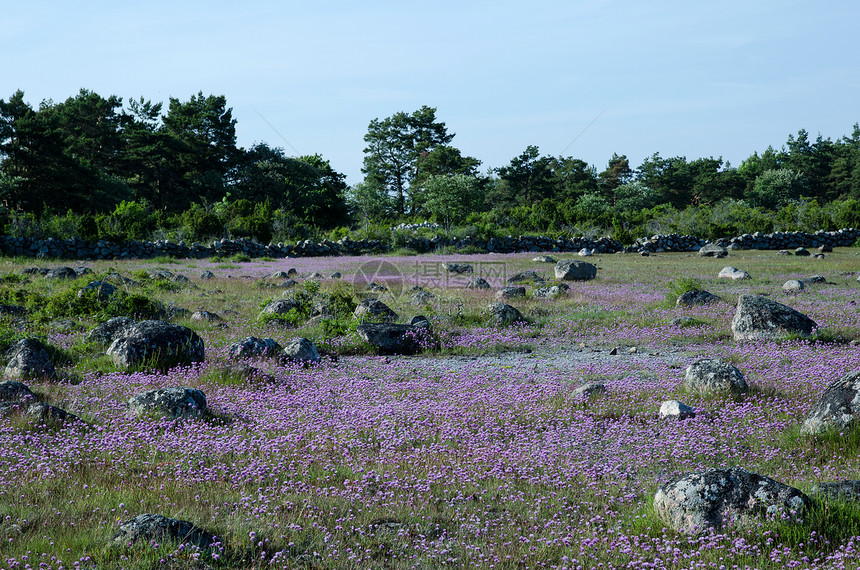 紫色花朵刺柏食物森林香葱场地植物草地蓝色洋葱岩石图片