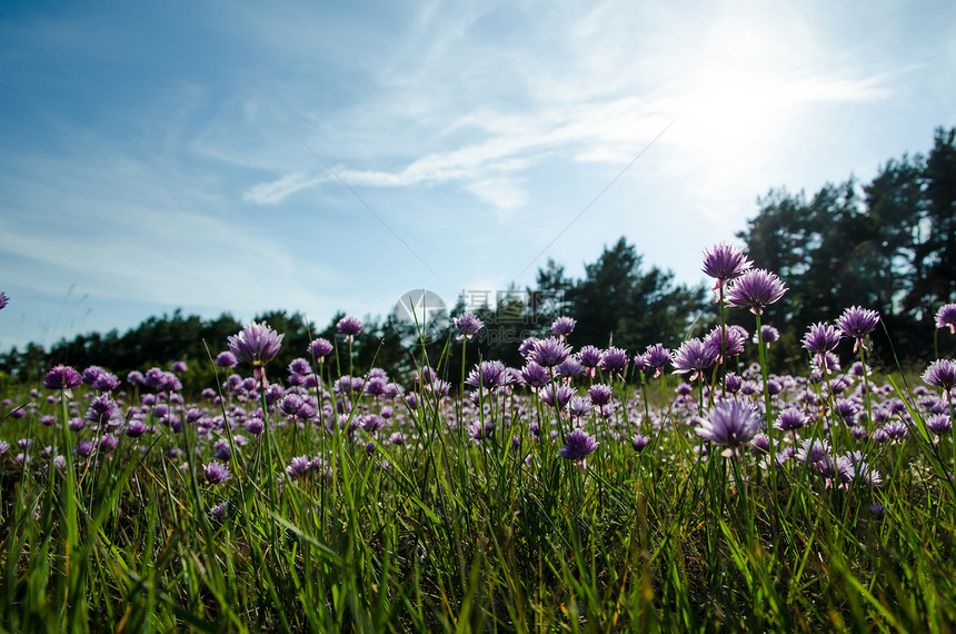 Chives 野花图片