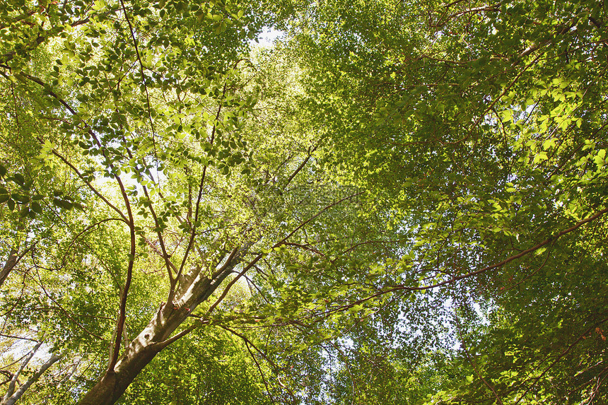 树木小路公园叶子白色树干季节环境射线晴天木头图片