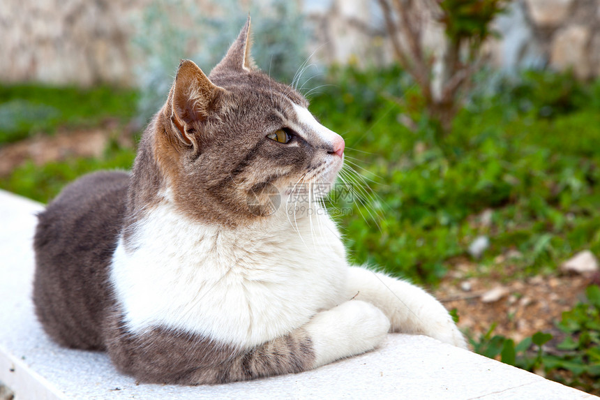 猫咪躺在栏杆上图片