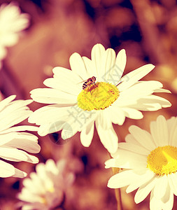 蜜蜂在雏菊上 老旧的外观背景图片