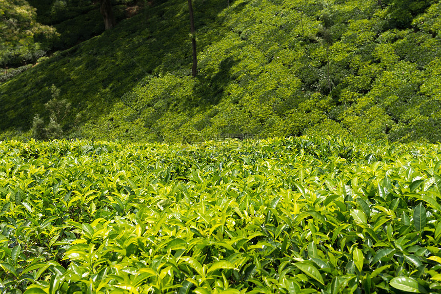 锡兰茶绿植树财产植物季节叶子草本植物种植园生长森林环境栽培图片