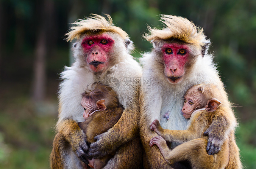 猴子家庭孩子们拥抱孩子毛皮野生动物意图女性母亲动物群哺乳动物图片