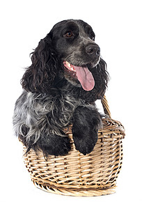 英语斗鸡动物宠物猎犬工作室篮子黑色犬类白色灰色背景图片