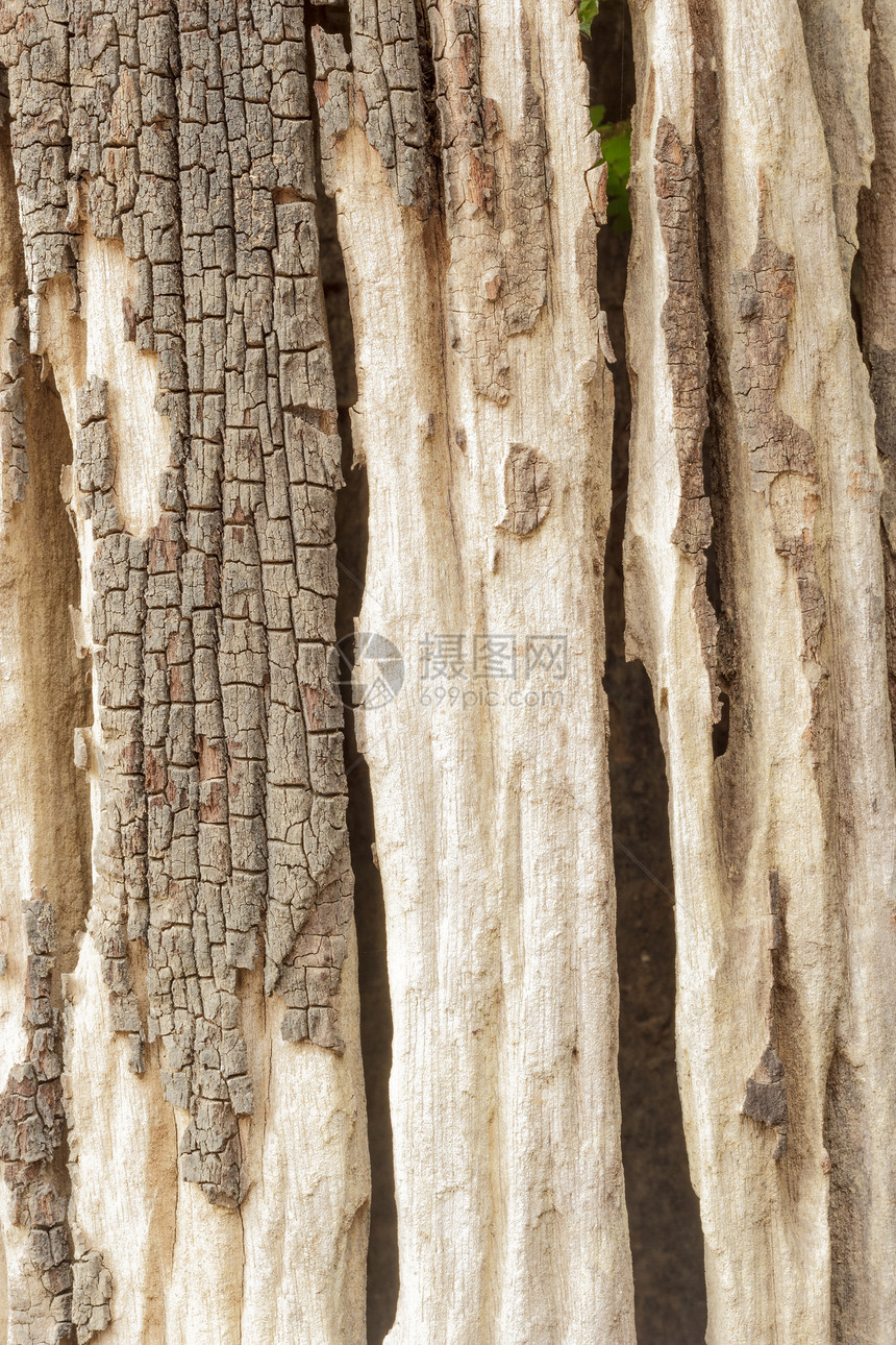 树皮纹理背景树干宏观松树森林棕色木材日志木板硬木材料图片