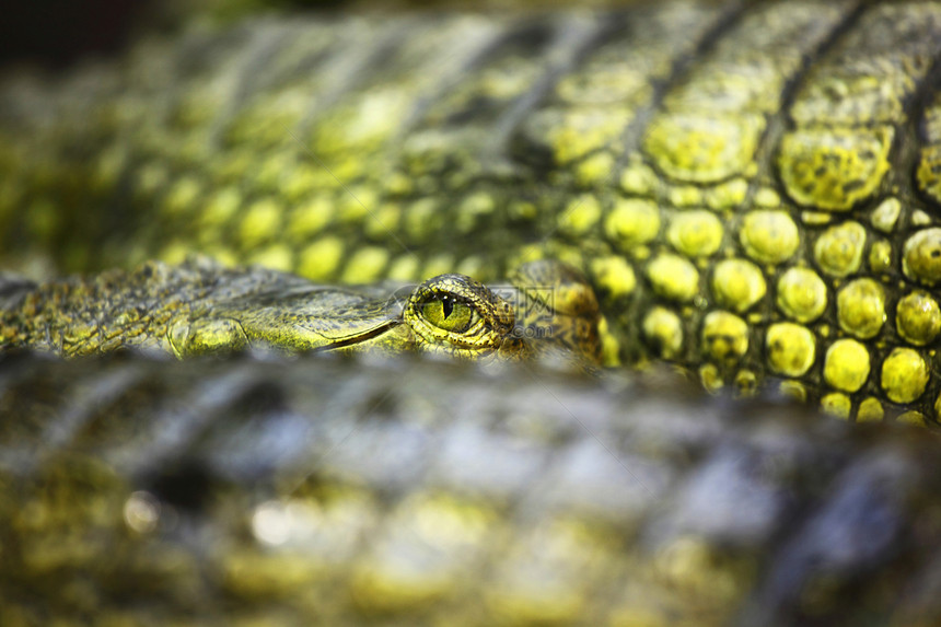 鳄鱼鳄爬虫爬行动物反射爬行者鼻子捕食者猎人濒危荒野保护图片
