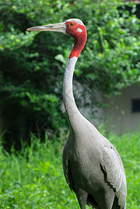巴拉杰戈卢沙鲁斯红鹤高清图片