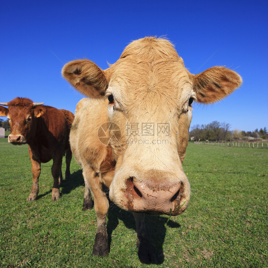 奶牛肖像牧场牛肉动物场地天空农田土地农场哺乳动物草地图片