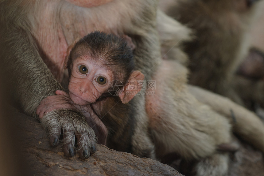 城市青年猴子荒野企业集团生物孩子哺乳动物树干丛林动物猕猴野生动物图片