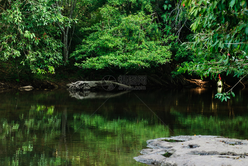 森林中的河流运动叶子阳光石头丛林岩石流动树木农村溪流图片
